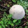 Lycoperdon perlatum